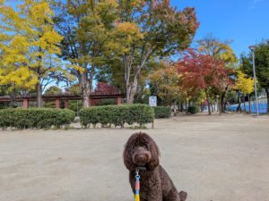 山梨県甲府市の犬の保育園もふ＆ふる　犬のしつけ　ドッグトレーニング