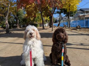 山梨県甲府市の犬の保育園もふ＆ふる　犬のしつけ　ドッグトレーニング