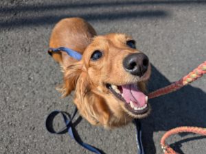 山梨県甲府市の犬の保育園もふ＆ふる　犬のしつけ　ドッグトレーニング