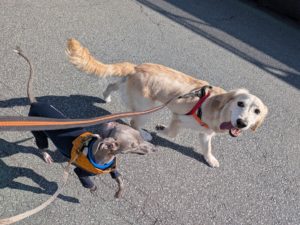 山梨県甲府市の犬の保育園もふ＆ふる　犬のしつけ　ドッグトレーニング
