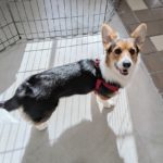 山梨県甲府市の犬の保育園もふ＆ふる　犬のしつけ　ドッグトレーニング