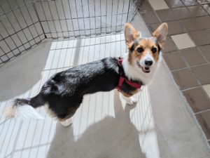 山梨県甲府市の犬の保育園もふ＆ふる　犬のしつけ　ドッグトレーニング