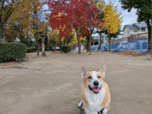山梨県甲府市の犬の保育園もふ＆ふる　犬のしつけ　ドッグトレーニング
