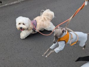 山梨県甲府市の犬の保育園もふ＆ふる　犬のしつけ　ドッグトレーニング