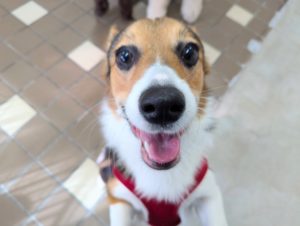 山梨県甲府市の犬の保育園もふ＆ふる　犬のしつけ　ドッグトレーニング