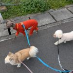 山梨県甲府市の犬の保育園もふ＆ふる　犬のしつけ　ドッグトレーニング