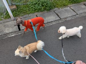 山梨県甲府市の犬の保育園もふ＆ふる　犬のしつけ　ドッグトレーニング