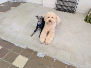 山梨県甲府市の犬の保育園もふ＆ふる　犬のしつけ　ドッグトレーニング