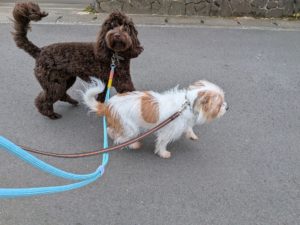 山梨県甲府市の犬の保育園もふ&ふる 犬のしつけ ドッグトレーニング