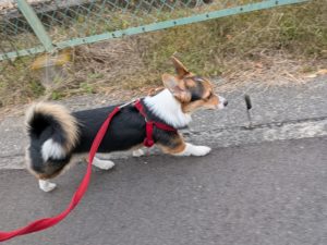 山梨県甲府市の犬の保育園もふ&ふる 犬のしつけ ドッグトレーニング