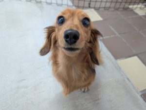 山梨県甲府市の犬の保育園もふ&ふる 犬のしつけ ドッグトレーニング