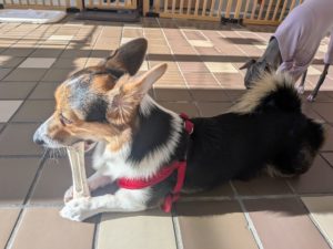 山梨県甲府市の犬の保育園もふ＆ふる　犬のしつけ　ドッグトレーニング