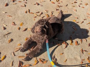 山梨県甲府市の犬の保育園もふ＆ふる　犬のしつけ　ドッグトレーニング