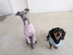 山梨県甲府市の犬の保育園もふ＆ふる　犬のしつけ　ドッグトレーニング