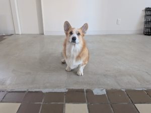 山梨県甲府市の犬の保育園もふ＆ふる　犬のしつけ　ドッグトレーニング