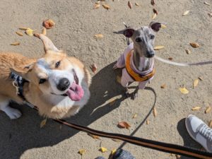 山梨県甲府市の犬の保育園もふ＆ふる　犬のしつけ　ドッグトレーニング