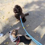 山梨県甲府市の犬の保育園もふ＆ふる　犬のしつけ　ドッグトレーニング