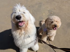 山梨県甲府市の犬の保育園もふ＆ふる　犬のしつけ　ドッグトレーニング