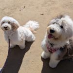 山梨県甲府市の犬の保育園もふ＆ふる　犬のしつけ　ドッグトレーニング