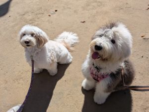 山梨県甲府市の犬の保育園もふ＆ふる　犬のしつけ　ドッグトレーニング