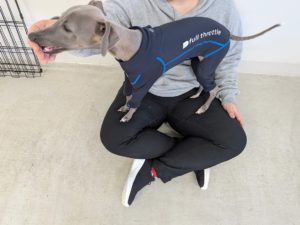 山梨県甲府市の犬の保育園もふ＆ふる　犬のしつけ　ドッグトレーニング