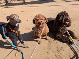 山梨県甲府市の犬の保育園もふ＆ふる　犬のしつけ　ドッグトレーニング