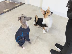 山梨県甲府市の犬の保育園もふ＆ふる　犬のしつけ　ドッグトレーニング