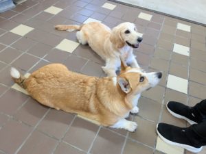 山梨県甲府市の犬の保育園もふ＆ふる　犬のしつけ　ドッグトレーニング