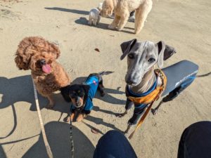 山梨県甲府市の犬の保育園もふ＆ふる　犬のしつけ　ドッグトレーニング