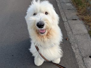 山梨県甲府市の犬の保育園もふ＆ふる　犬のしつけ　ドッグトレーニング