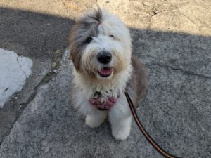 山梨県甲府市の犬の保育園もふ＆ふる　犬のしつけ　ドッグトレーニング