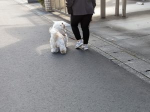 山梨県甲府市の犬の保育園もふ＆ふる　犬のしつけ　ドッグトレーニング