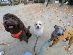 山梨県甲府市の犬の保育園もふ＆ふる　犬のしつけ　ドッグトレーニング