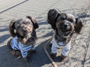 山梨県甲府市の犬の保育園もふ＆ふる　犬のしつけ　ドッグトレーニング