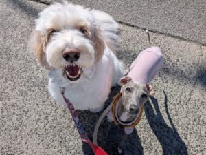 山梨県甲府市の犬の保育園もふ＆ふる　犬のしつけ　ドッグトレーニング