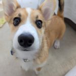 山梨県甲府市の犬の保育園もふ＆ふる　犬のしつけ　ドッグトレーニング