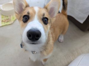 山梨県甲府市の犬の保育園もふ＆ふる　犬のしつけ　ドッグトレーニング