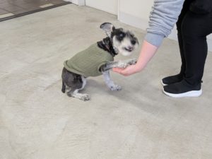 山梨県甲府市の犬の保育園もふ＆ふる　犬のしつけ　ドッグトレーニング