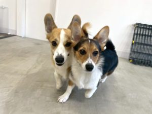 山梨県甲府市の犬の保育園もふ＆ふる　犬のしつけ　ドッグトレーニング