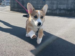 山梨県甲府市の犬の保育園もふ＆ふる　犬のしつけ　ドッグトレーニング
