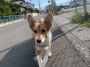 山梨県甲府市の犬の保育園もふ＆ふる　犬のしつけ　ドッグトレーニング