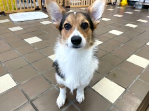 山梨県甲府市の犬の保育園もふ＆ふる　犬のしつけ　ドッグトレーニング