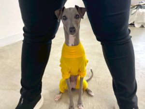 山梨県甲府市の犬の保育園もふ＆ふる　犬のしつけ　ドッグトレーニング