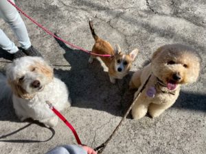 山梨県甲府市の犬の保育園もふ＆ふる　犬のしつけ　ドッグトレーニング