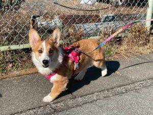 山梨県甲府市の犬の保育園もふ＆ふる　犬のしつけ　ドッグトレーニング