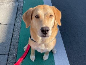 山梨県甲府市の犬の保育園もふ＆ふる　犬のしつけ　ドッグトレーニング