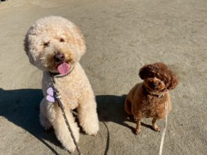 山梨県甲府市の犬の保育園もふ＆ふる　犬のしつけ　ドッグトレーニング