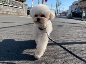山梨県甲府市の犬の保育園もふ＆ふる　犬のしつけ　ドッグトレーニング