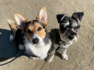 山梨県甲府市の犬の保育園もふ＆ふる　犬のしつけ　ドッグトレーニング