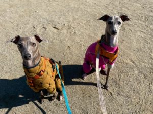 山梨県甲府市の犬の保育園もふ＆ふる　犬のしつけ　ドッグトレーニング